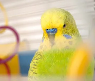 Bird In Cage Thinkstockphotos 124569716 335lc032315jpg