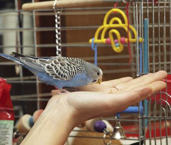 Bird In Persons Hand Thinkstock 186330699