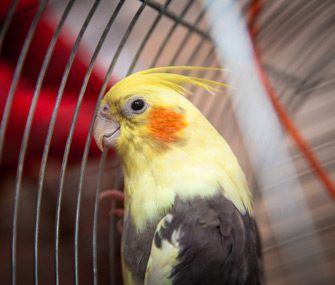 Cockatiel Thinkstockphotos 479894382