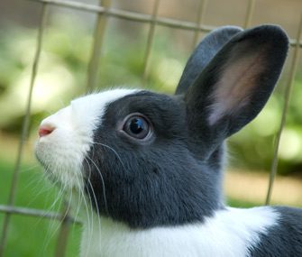 Rabbit In Cage Thinkstockphotos 146073913