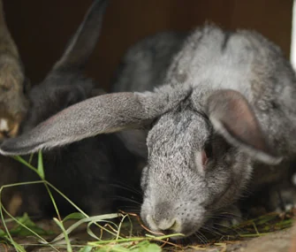 Rabbit Sniffing Hay Thinkstockphotos 468130735 335lc050415jpg