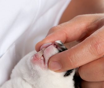 Vet Examining Rabbit Teeth 156026623