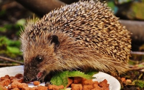 Veterinarian treating hedgehog exotic pet at animal hospital