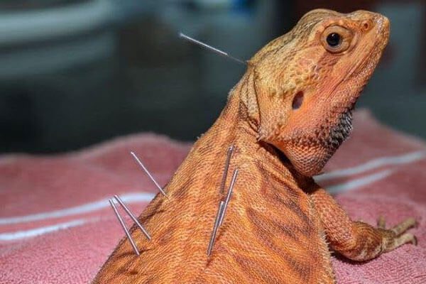 Bearded Dragon - Wildlife Images Rehabilitation and Education Center