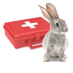 Rabbit emergency kit best sale