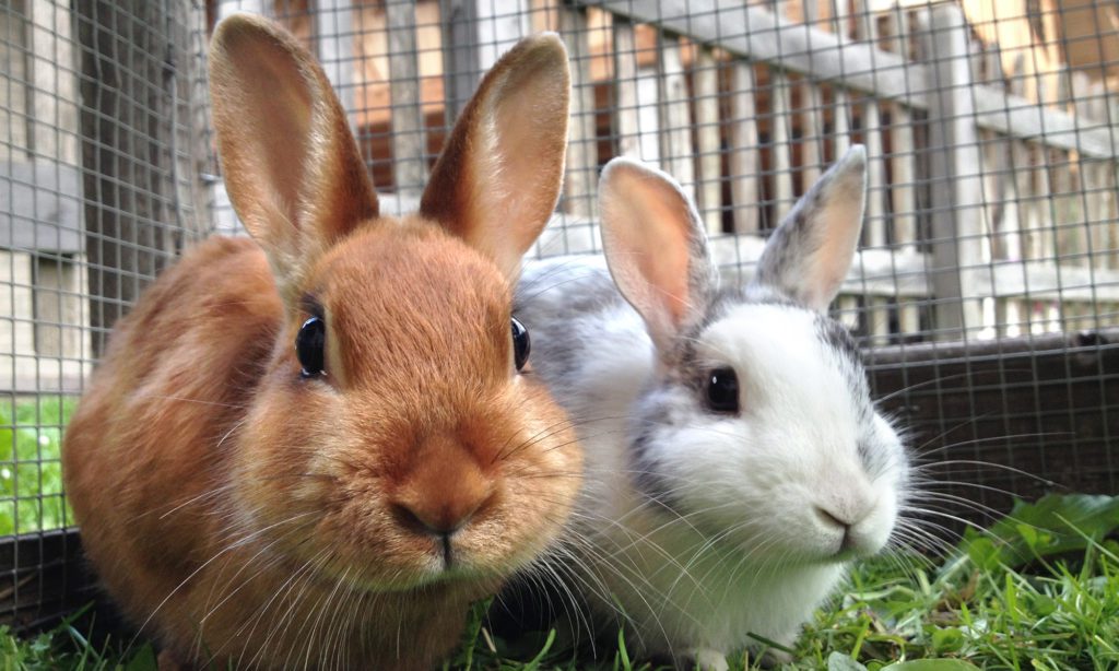 Two Rabbits In Cage