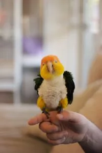 Pet Parrot 