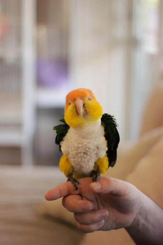 Pet Parrot