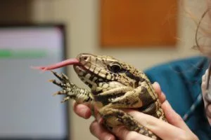 Pet Reptiles in New York