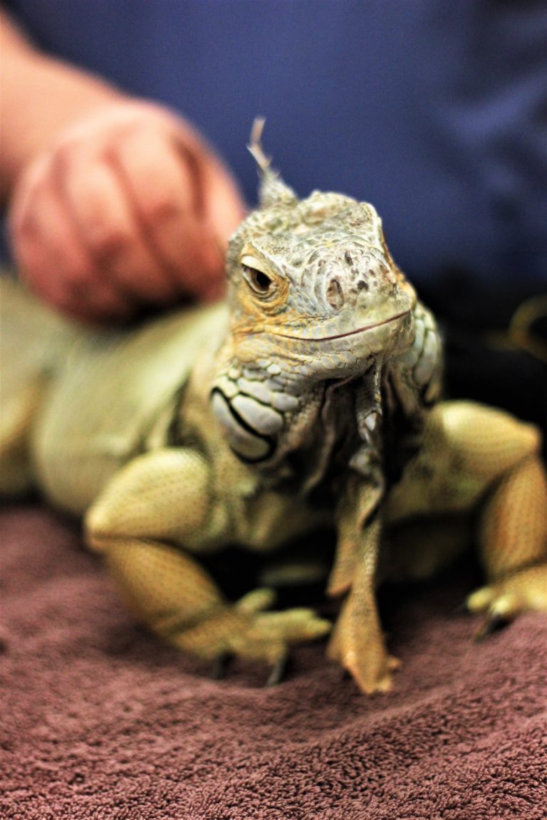 Why Calcium is Important for Your Reptile in Westchester, NY Veterinary Center for Birds and