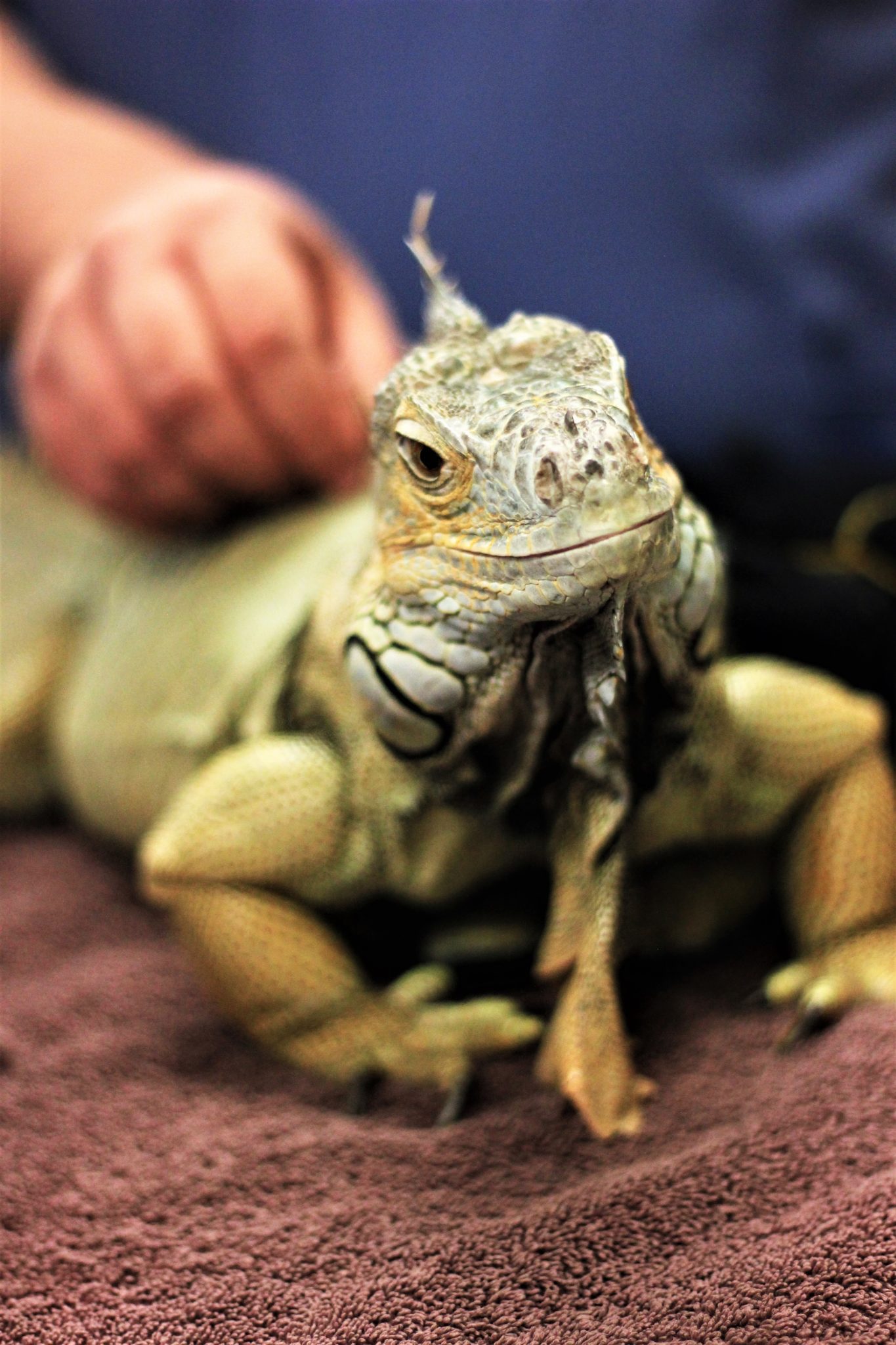 Why Calcium is Important for Your Reptile in Westchester, NY