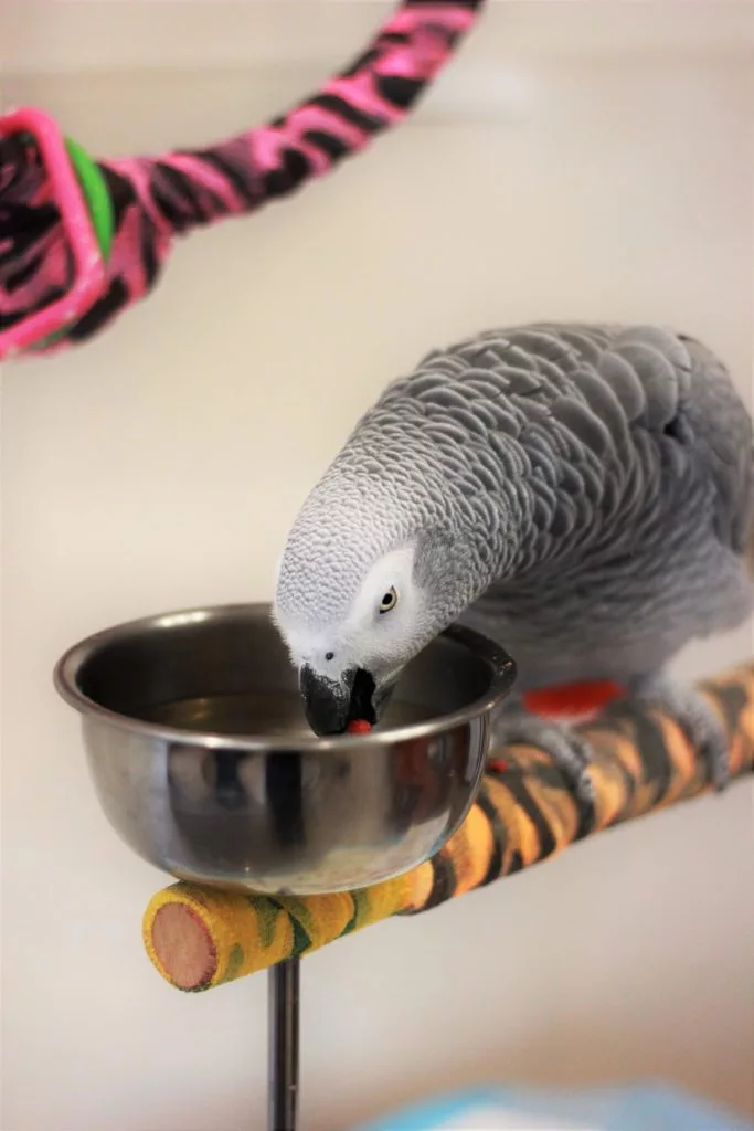 Importance of Hydration in Westchester County, NY