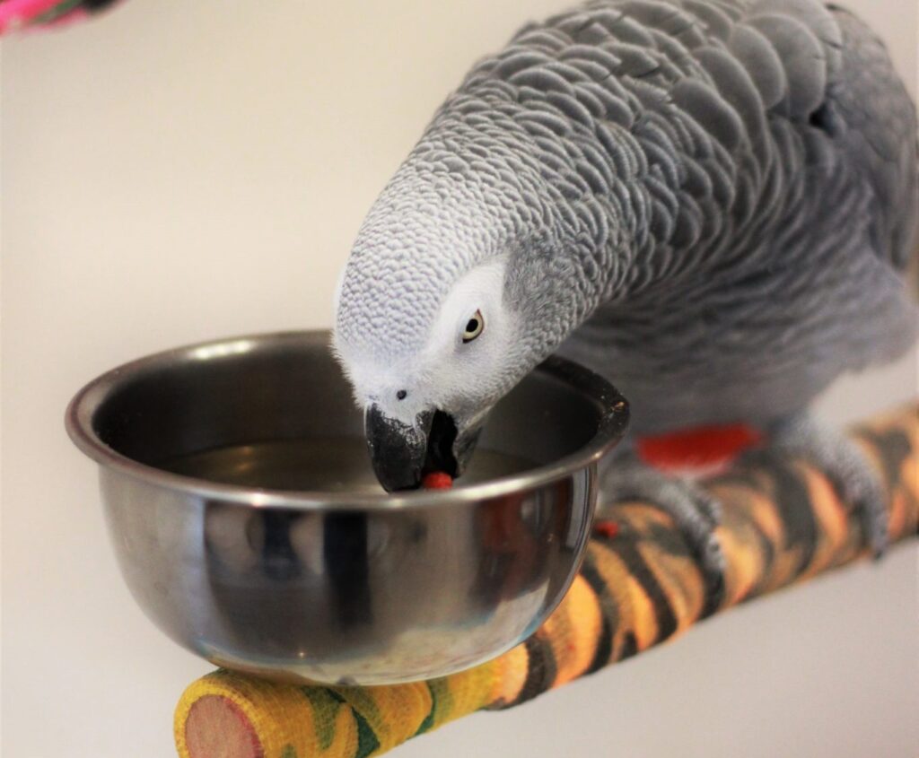 Gray Parrot Scaled
