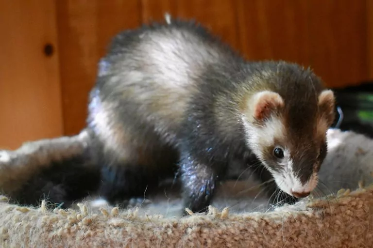 Do ferrets hot sale