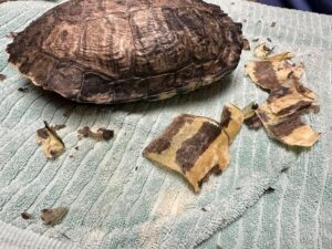 Did You Know That Turtles Shed? - Veterinary Center for Birds and Exotics