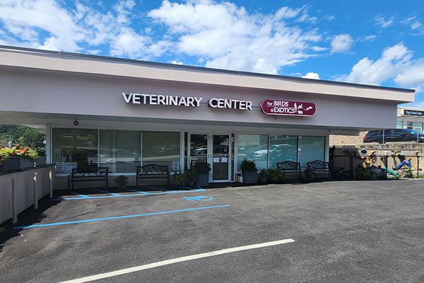 Exotic Vet in Westchester County, NY | Animal Hospital