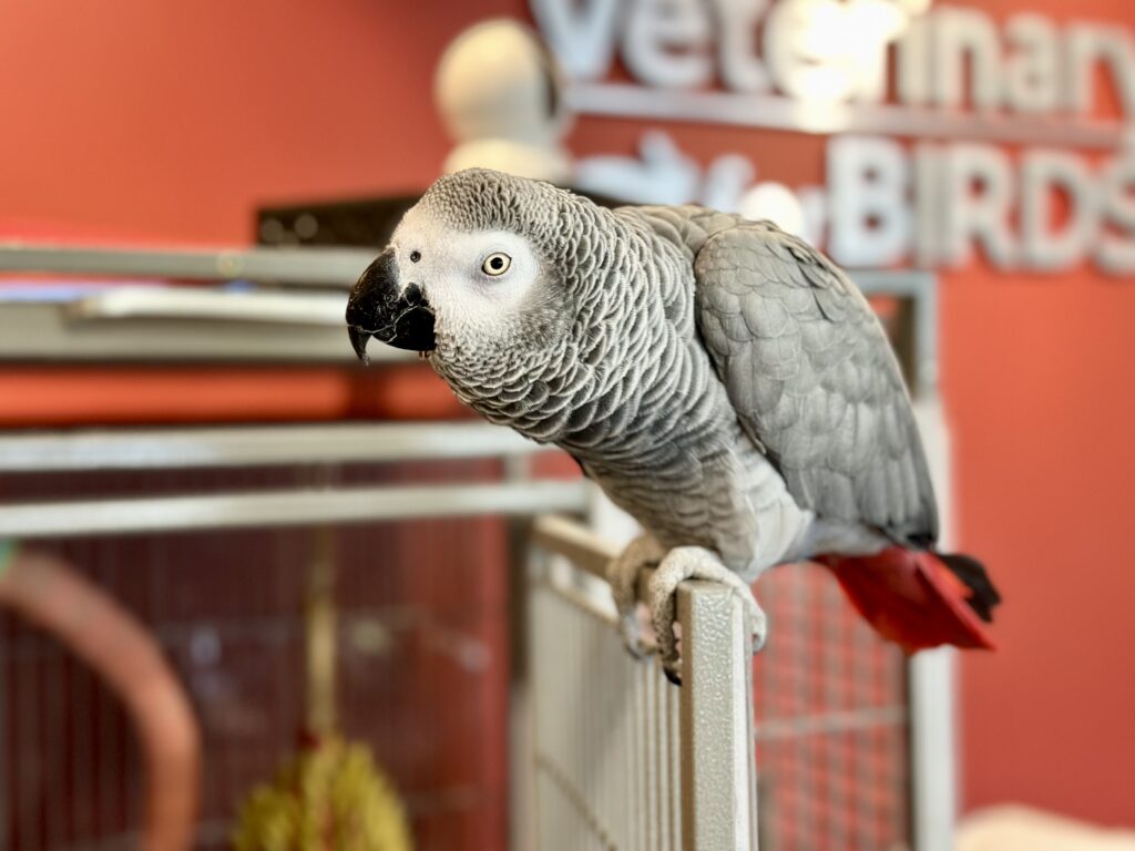 Hospitalbird