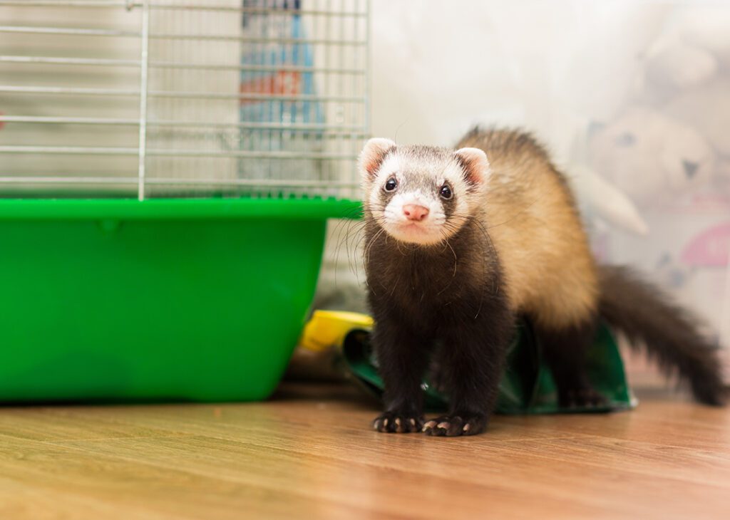 Ferret Standing By Cage