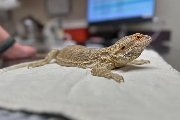 bearded dragon sitting on white towel in exam room with blurred background