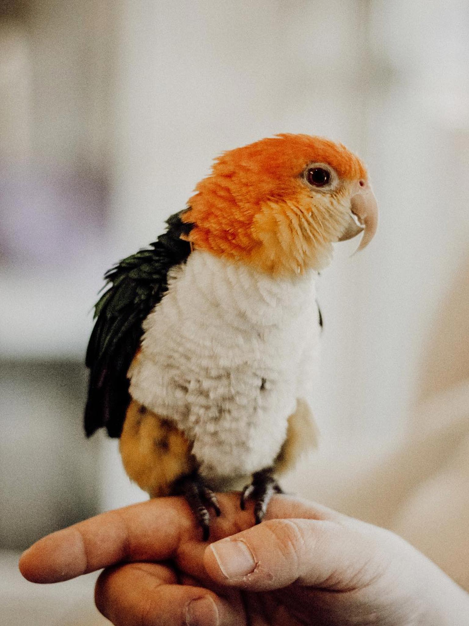 orange white and black bird perched on man's finger with blurred background