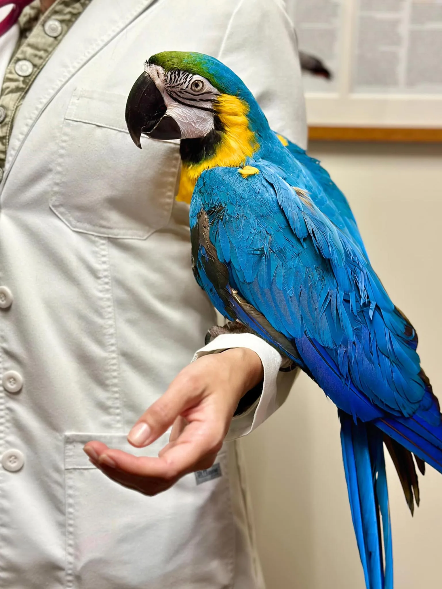 blue yellow macaw perched on veterinarian's arm