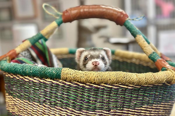 small ferret poking it's head out from colorful basket with blurred background