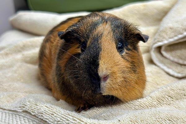 brown and black guinea pig looking at camera while sitting on towel