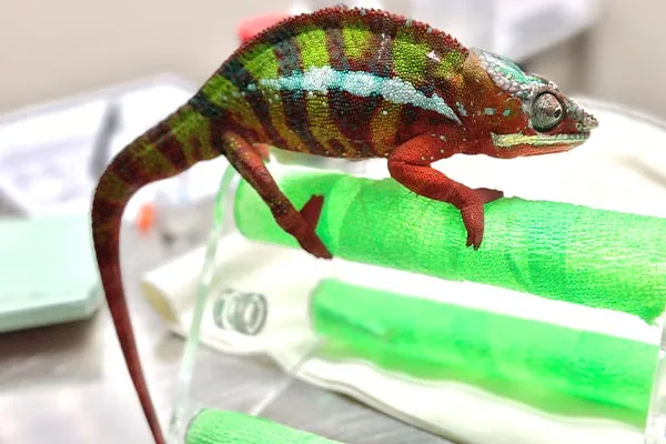 small red and green chameleon perched on green bandages