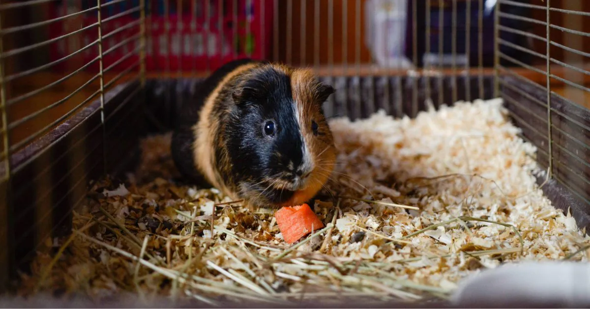 pet guinea pig inside its cage at home