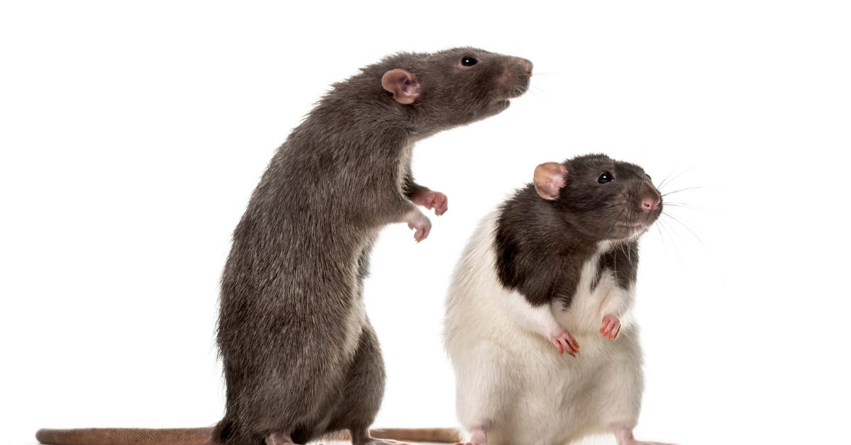two rats standing on their hind legs looking at something