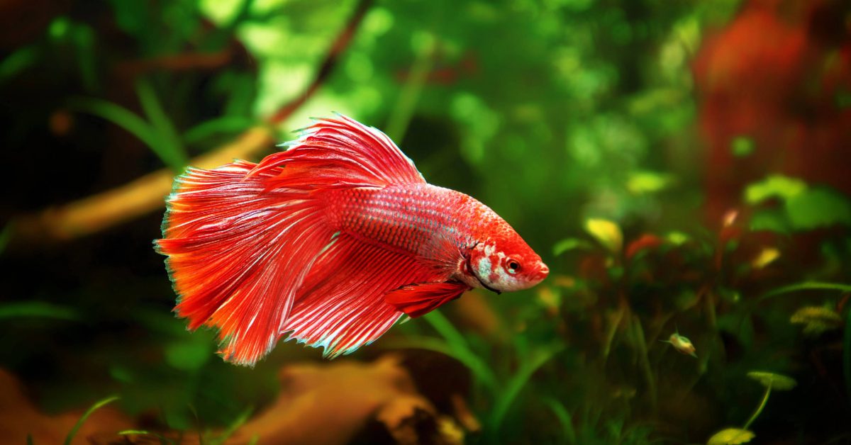 red beta fish