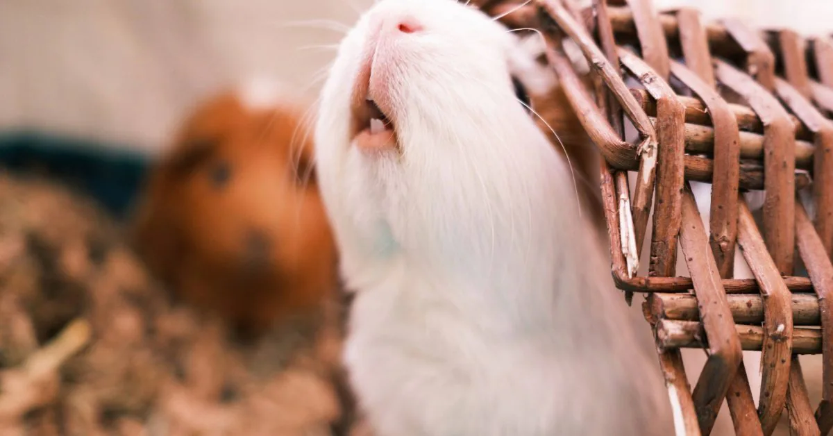 guinea pig showing its teeth