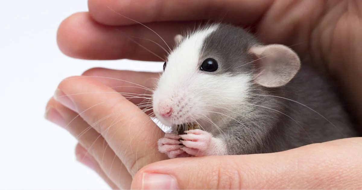 owner holding small rat in their hands