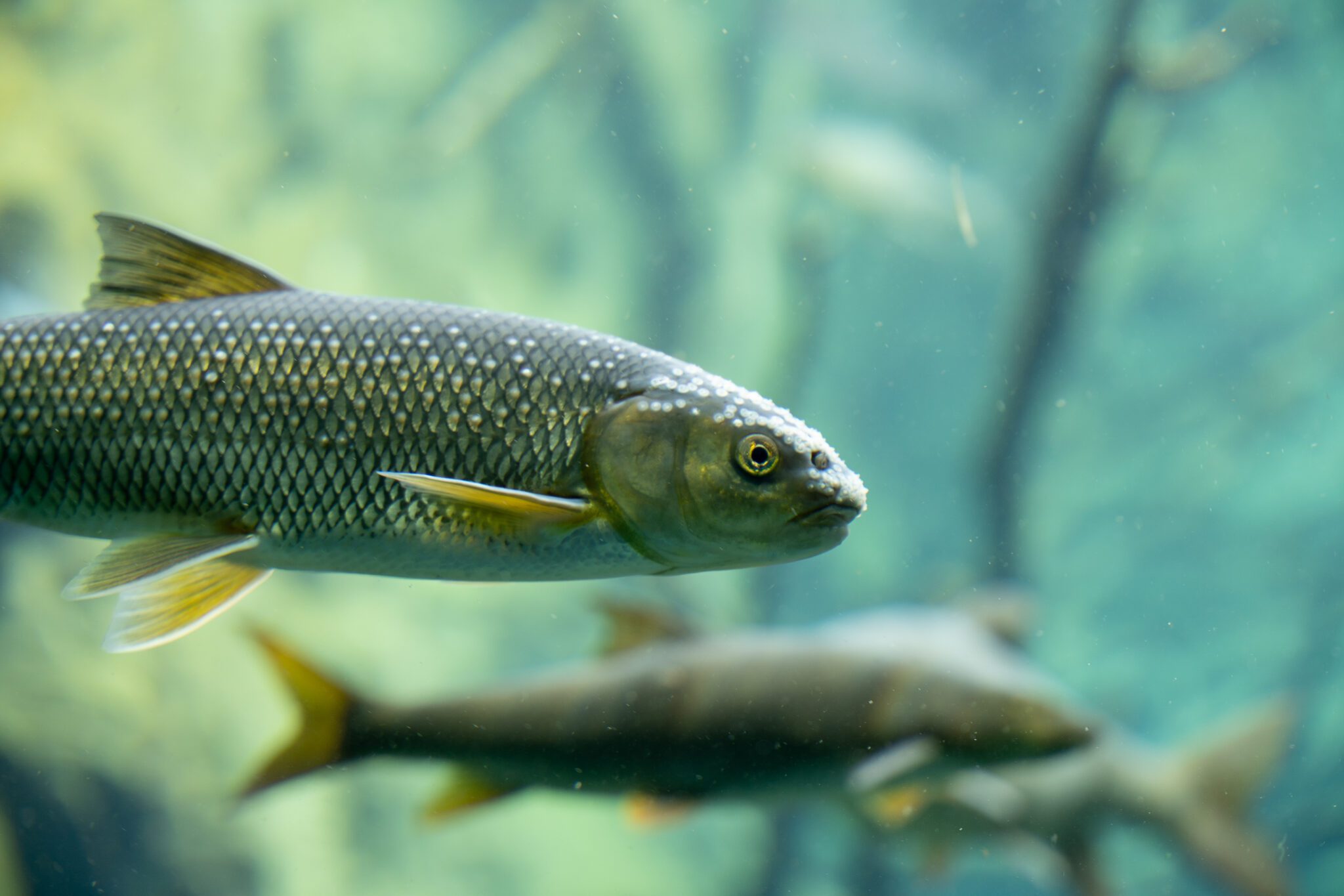 Freshwater Chub Fish With White Spots