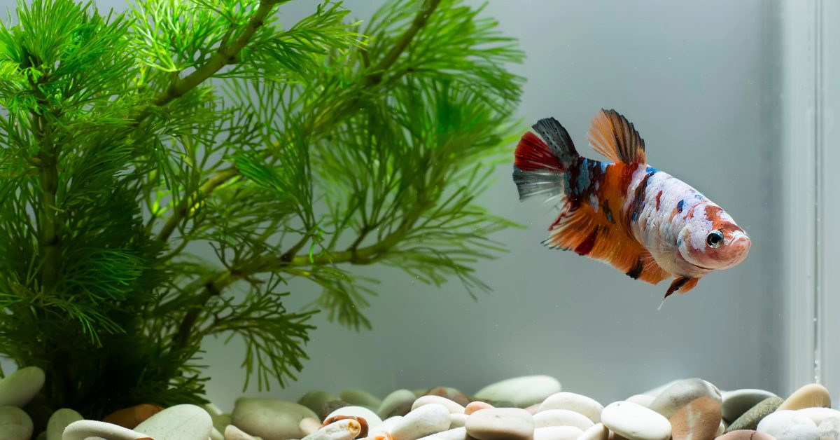 betta fish in a tank at home