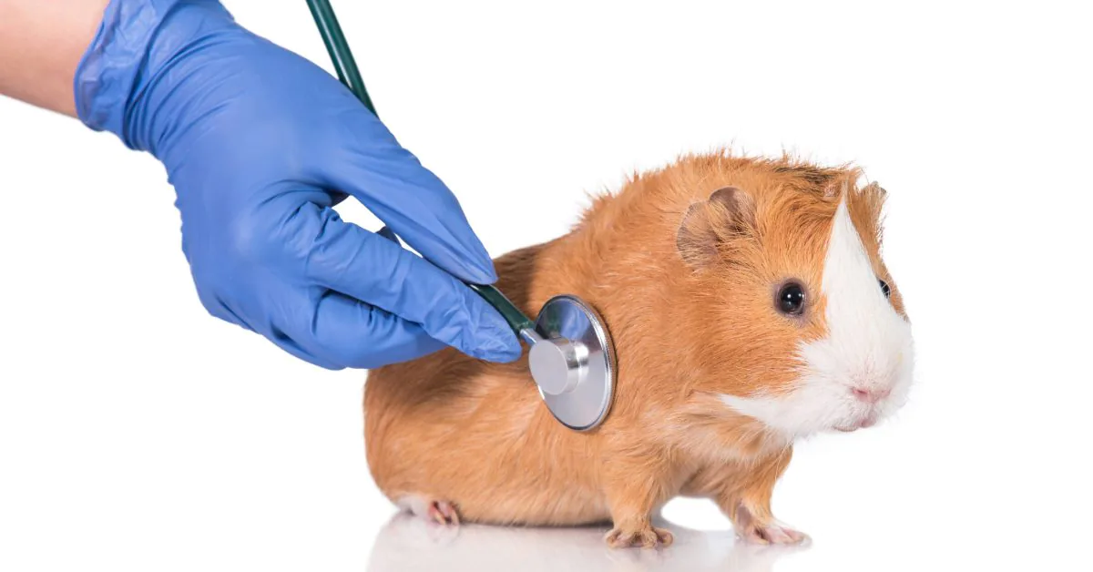 vet listening to guinea pig's breathing